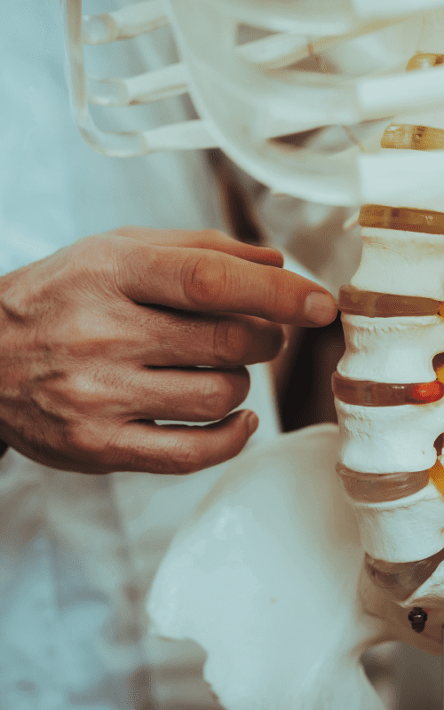 Doctor pointing to disc in spinal skeleton